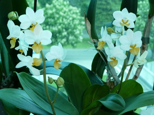 1Phal Liu's Triprince 'Peter Lin'.jpg