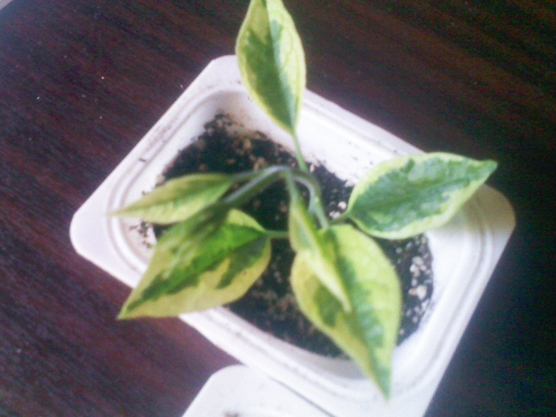 IMG02167.jpg
