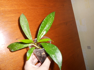 DSCN4602.jpg