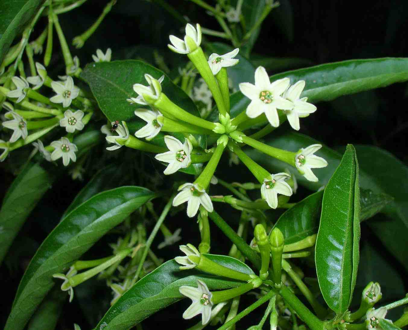 Cestrum-Nocturnum.jpg