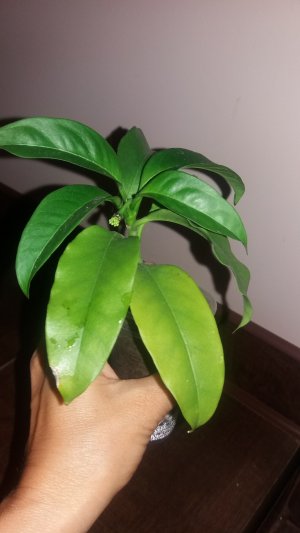 mulytiflora 1 (2).jpg