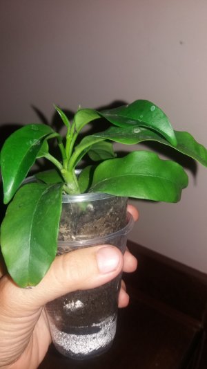 mulytflora 2 (2).jpg