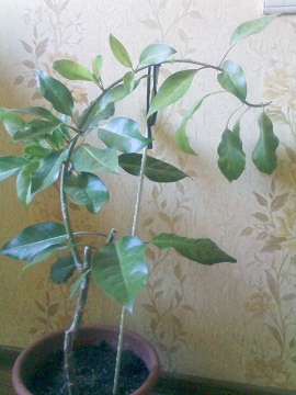IMG02170.jpg