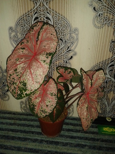 20160613_174127 — копия.jpg
