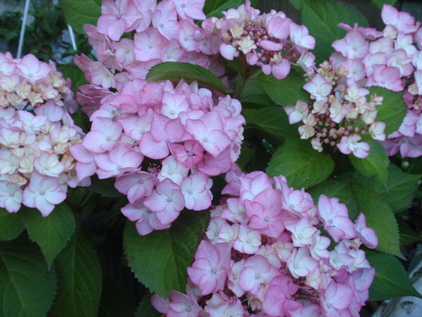 Hortensia Macrophylla Sabrina.jpg