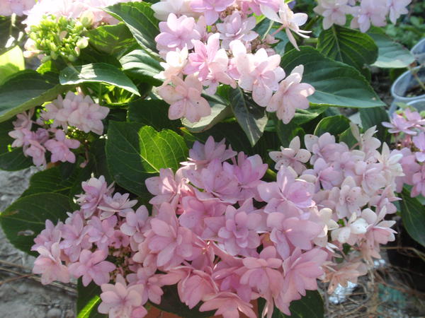 Hydrangea macrophylla - You and Me Romance.jpg