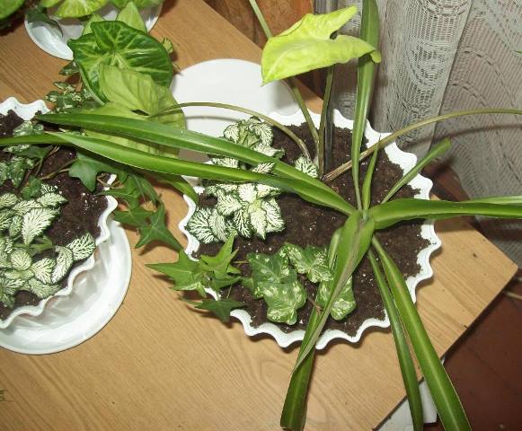 100_1795.JPG