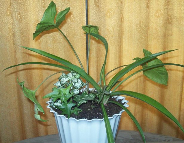 100_1793.JPG