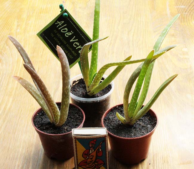 aloe_vera_3_s_s.jpg