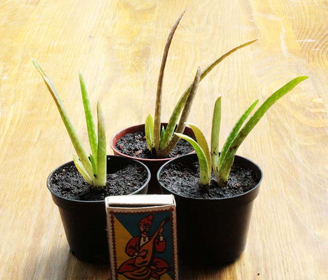 aloe_vera_4_s_s.jpg