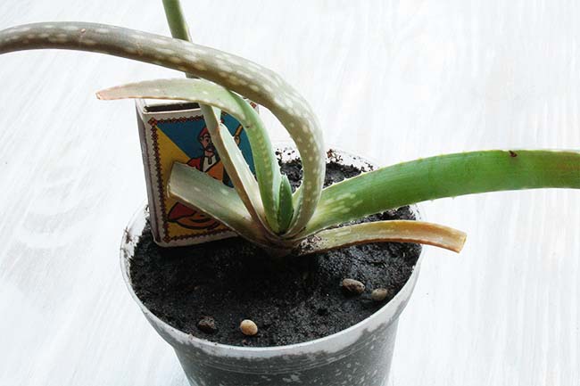 aloe_vera_5_s_s.jpg