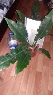 20160710_143653 (1).jpg
