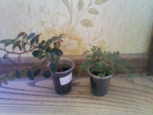 IMG02176.jpg