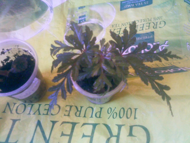 IMG02174.jpg