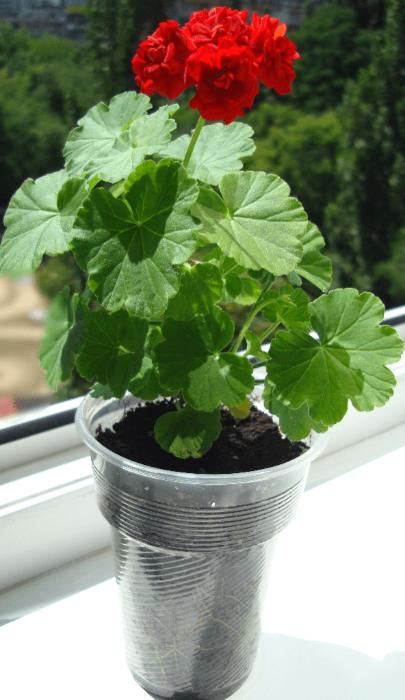 rozebudnaya-pelargoniya-dom-i-sad.jpg
