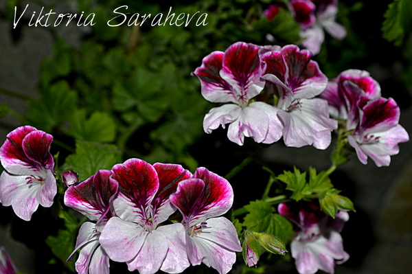 DSC_0385_новый размер.JPG