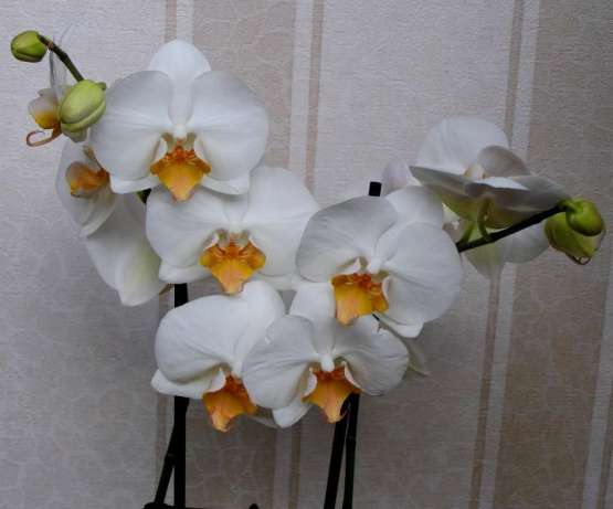341770652_2_644x461_orhideya-falenopsis-darvin-ne-peresylayu-fotografii_rev002.jpg