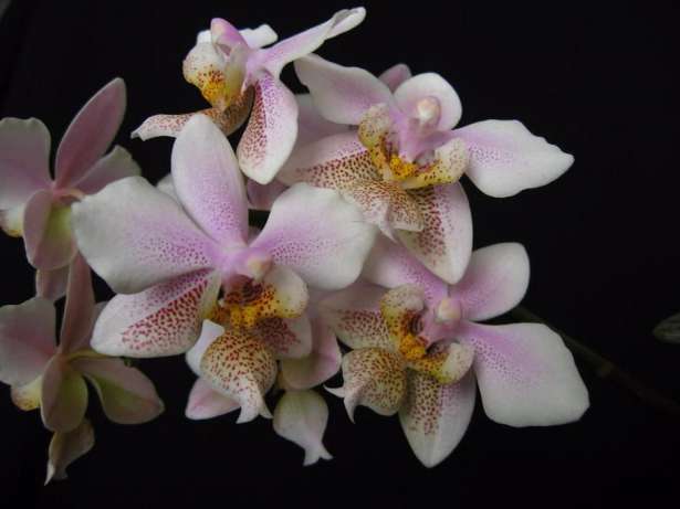 324516258_1_644x461_orhideya-falenopsis-phalaenopsis-philadelphia-kiev_rev001.jpg