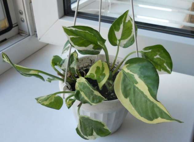 349497320_4_644x461_monstera-variegatnaya-alba-dom-i-sad_rev002.jpg