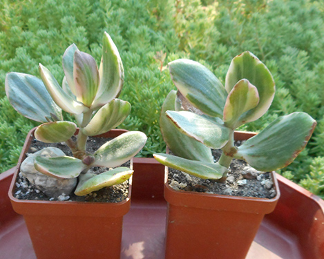 Crassula_ovata_variegata_july_2016.jpg