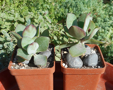 Crassula_blue_bird_july_2016.jpg