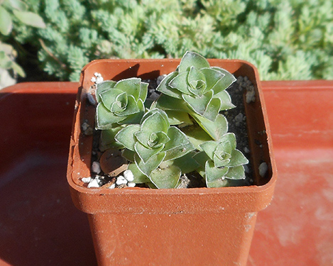 Crassula_socialis_july_2016.jpg