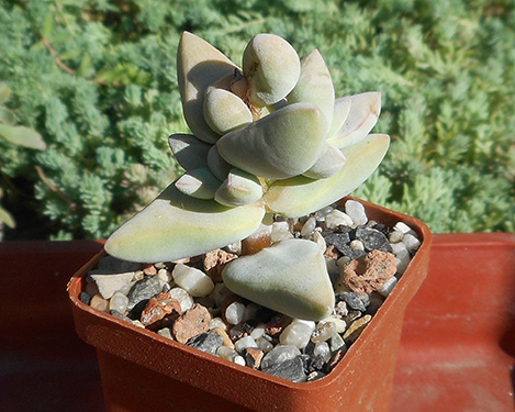 Crassula_Grisea_Bakery_june_2016.jpg