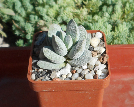 Crassula_tecta_june_2016.jpg