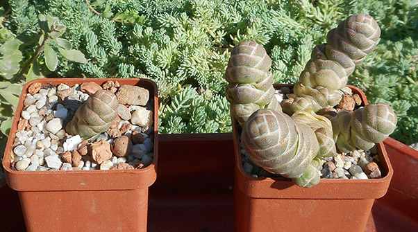 Crassula_ barkley_june_2016.jpg