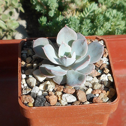 echeveriya_2_june_2016.jpg