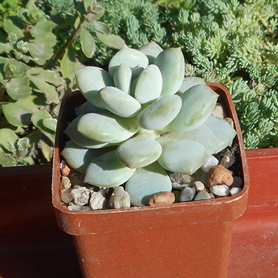 echeveriya_june_2016.jpg
