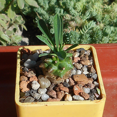 euphorbia_june_2016.jpg