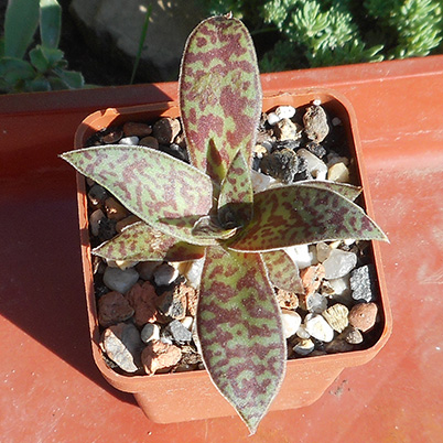 Crassula alba_june_2016.jpg