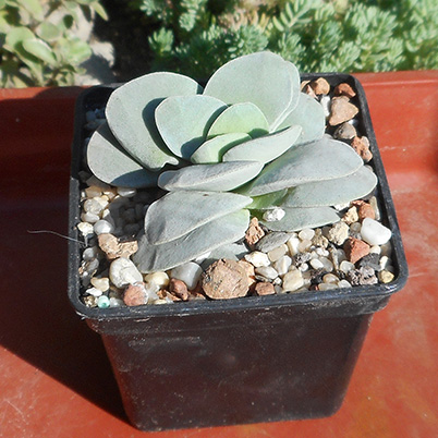 Crassula Morgan_beauty_june_2016.jpg
