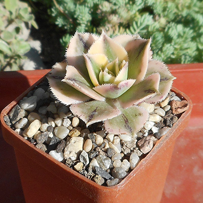 Aeonium_june_2016.jpg
