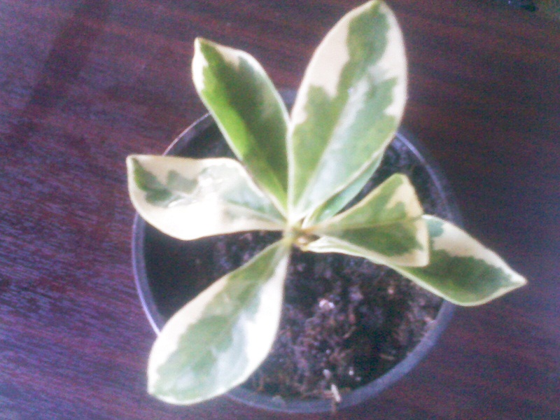 IMG02183.jpg