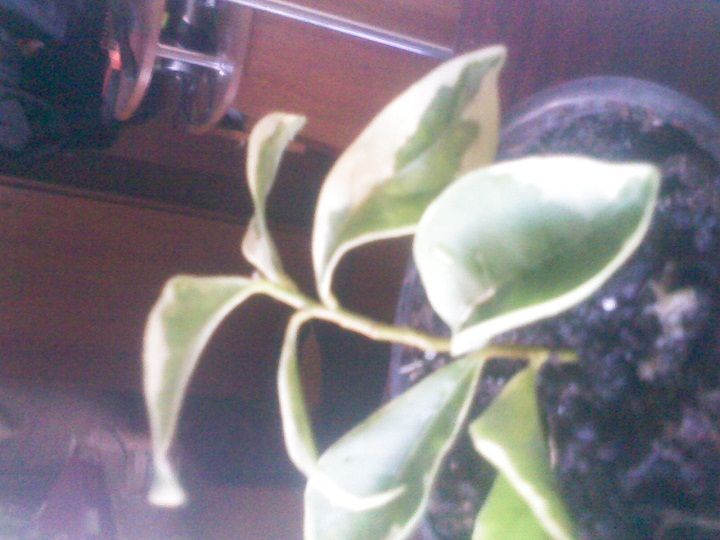 IMG02184.jpg