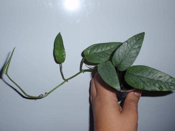 Monstera Silver Leaf - 100 грн.jpg