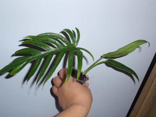 Philodendron elegans- 60 грн.jpg