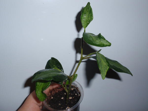 Ficus diversifolia Variegata.jpg