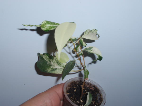 Ficus benjamina Curly- 50 грн.jpg
