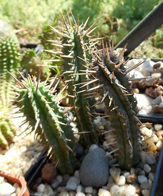 euphorbia_ferox_june_2016.jpg