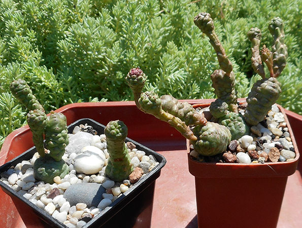 euphorbia_sp_june_2_2016.jpg