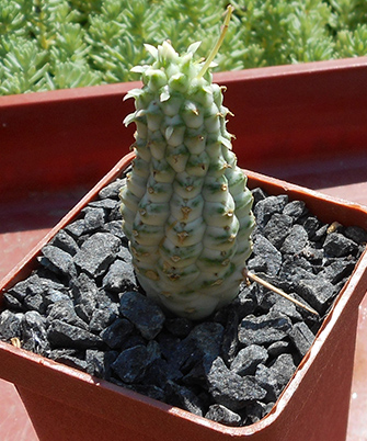 Euphorbia m_var_2016.jpg