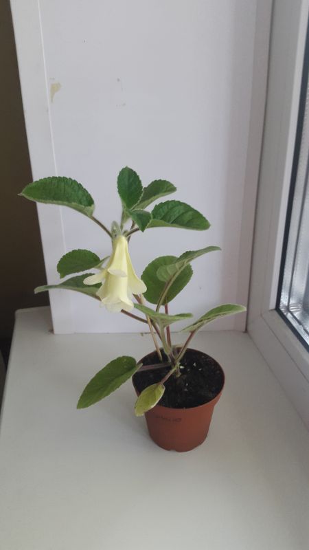20160715_130014.JPG