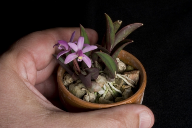 laelia liliputana.jpg