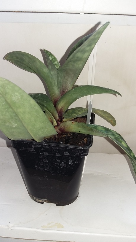 Paph. Hung Sheng Ruby x Paph. Hsinying Bee.jpg