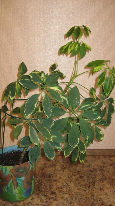image (11).jpg