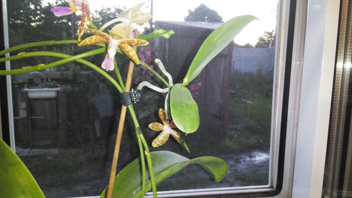 phal. fasciata x pulchra детка.jpg