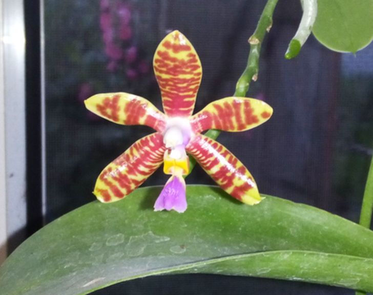 phal. fasciata x pulchra 1.jpg